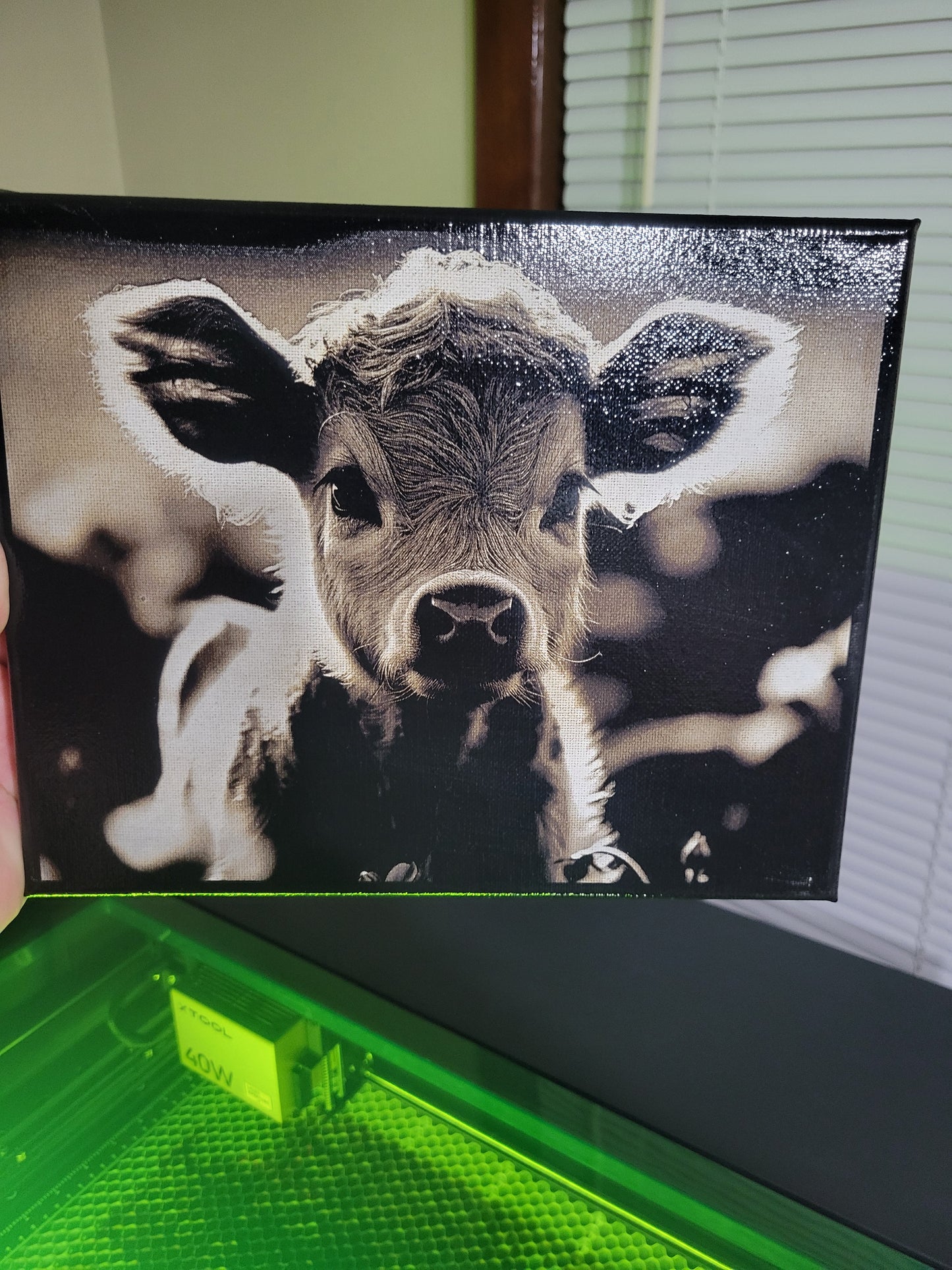 8"x10" Highland Calf Canvas